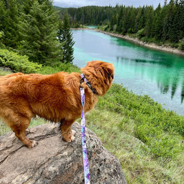 Rocky Mountain Dog PNW Alpine Dog Collar