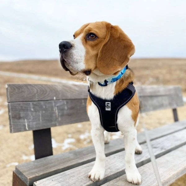 Rocky Mountain Dog Kootenay Alpine Dog Collar