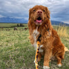 Rocky Mountain Dog Yellowstone Alpine Collar
