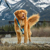Rocky Mountain Dog Canmore All Mountain Dog Leash