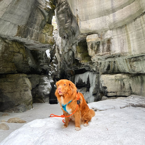 Rocky Mountain Dog Squamish Eco-Friendly Dog Rope Leash