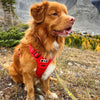 Rocky Mountain Dog Summit All-Terrain Dog Harness