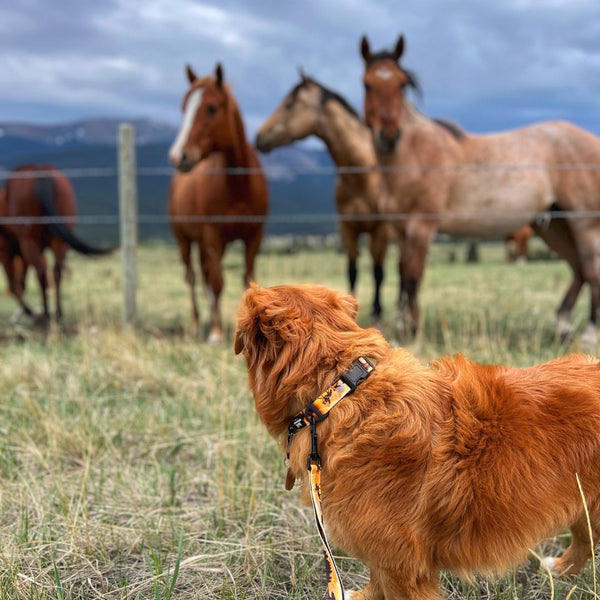 Rocky Mountain Dog Yellowstone Alpine Collar