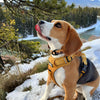 Rocky Mountain Dog Yellowstone Alpine Collar