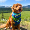 Rocky Mountain Dog Jasper National Park Dog Bandana