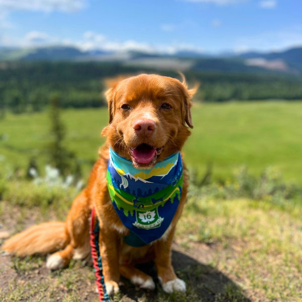 Rocky Mountain Dog Jasper National Park Dog Bandana