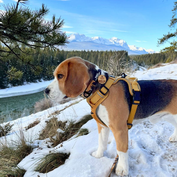 Rocky Mountain Dog Yellowstone Alpine Collar