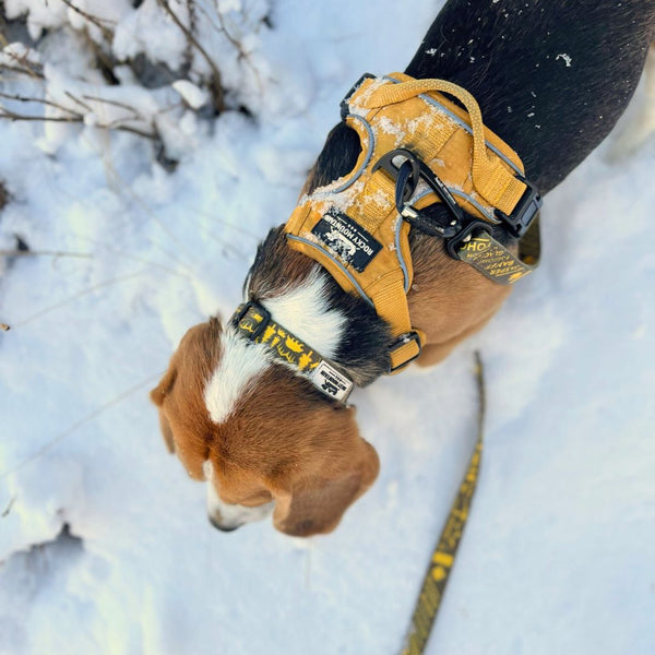 Rocky Mountain Dog Canadian Rockies Dog Collars