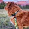 Rocky Mountain Dog Kootenay Alpine Dog Collar