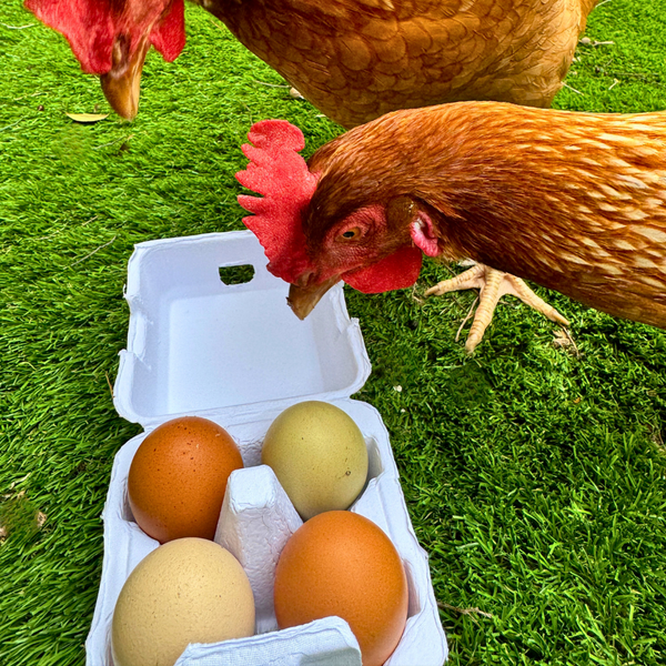 The Smart Coop "Just Got Laid" 4-Egg Carton