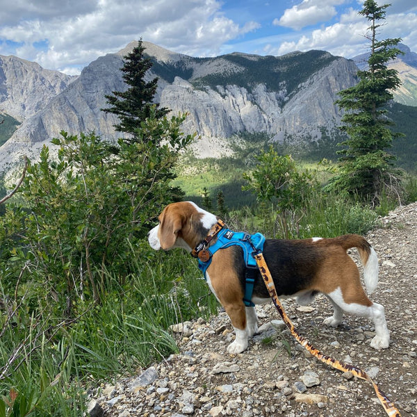 Rocky Mountain Dog Yellowstone All Mountain Dog Leash