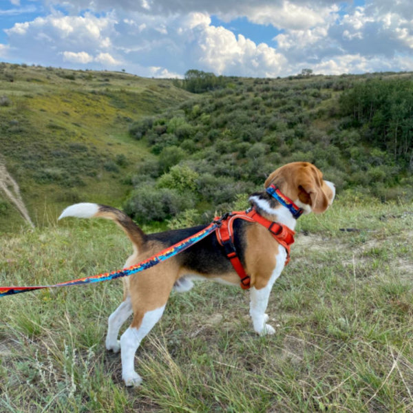 Rocky Mountain Dog Banff Alpine Dog Collar