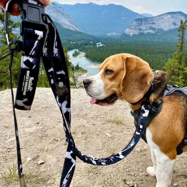 Rocky Mountain Dog The Grizzly All Mountain Dog Leash