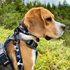 Rocky Mountain Dog The Grizzly Alpine Dog Collar