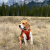 Rocky Mountain Dog Banff All Mountain Dog Leash