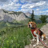 Rocky Mountain Dog Banff All Mountain Dog Leash