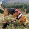 Rocky Mountain Dog Ranger Alpine Collar