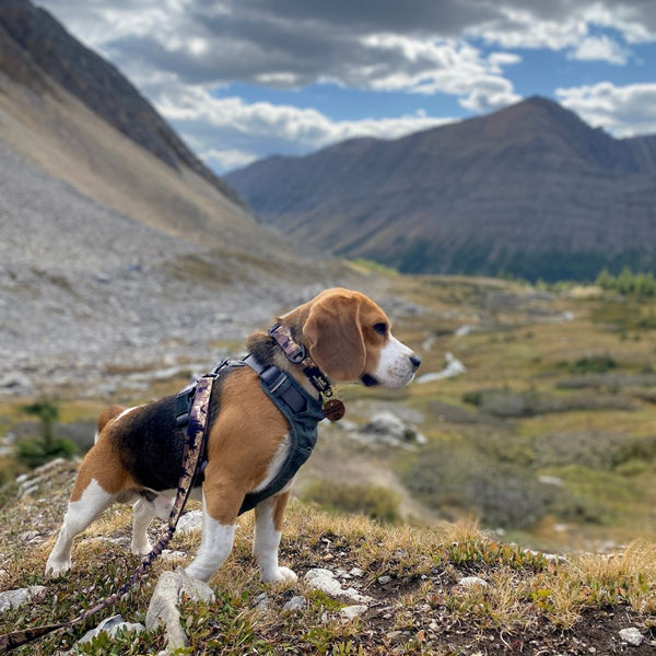 Rocky Mountain Dog Ranger Alpine Collar