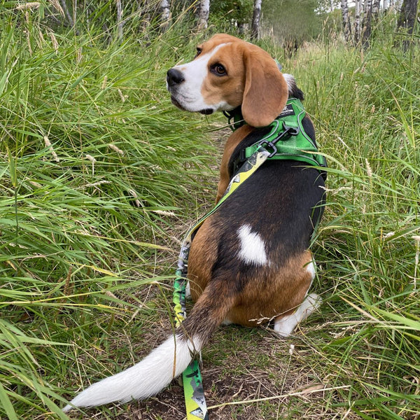 Rocky Mountain Dog Kootenay All Mountain Dog Leash