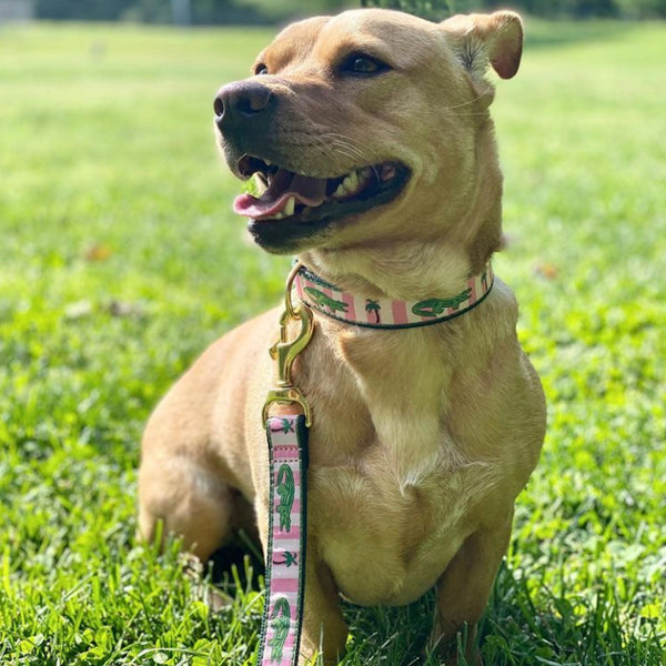 Up Country Alligator Dog Collar