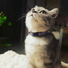 Up Country Anchors Aweigh Cat Collar
