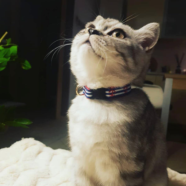 Up Country Anchors Aweigh Cat Collar