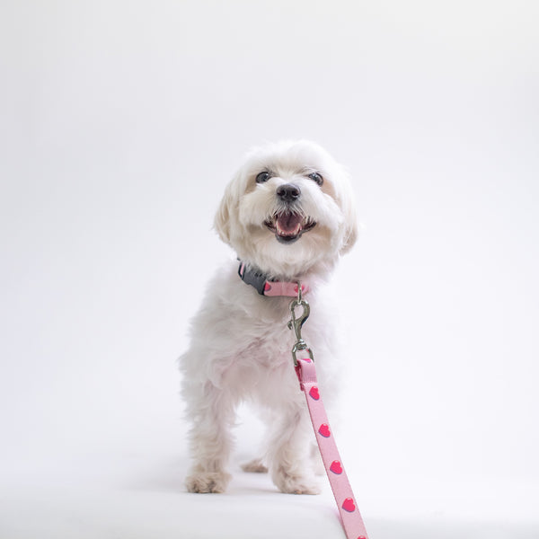 Up Country Anime Hearts Printed Dog Collar