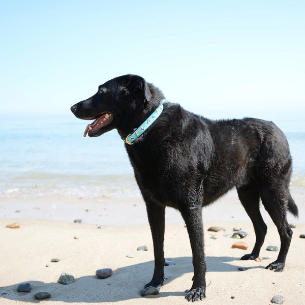Up Country Beach Balls Dog Collar