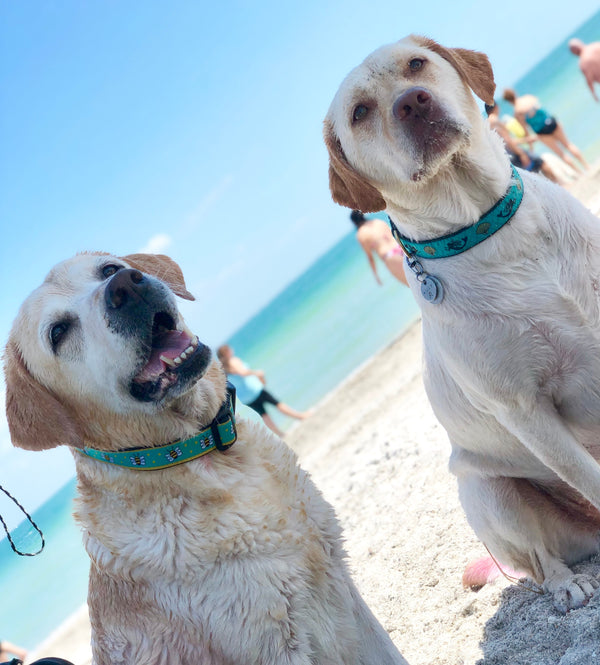 Up Country Bee Dog Lead