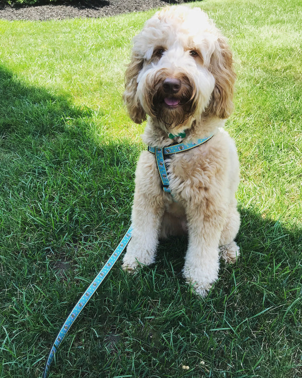 Up Country Bee Small Breed Dog Harness