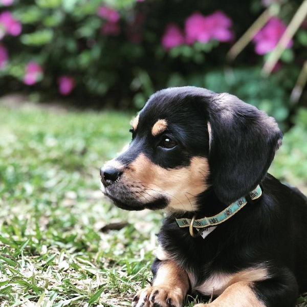 Up Country Bee Small Breed Dog Collar