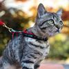 Up Country Best Cat Ever Cat Harness Set