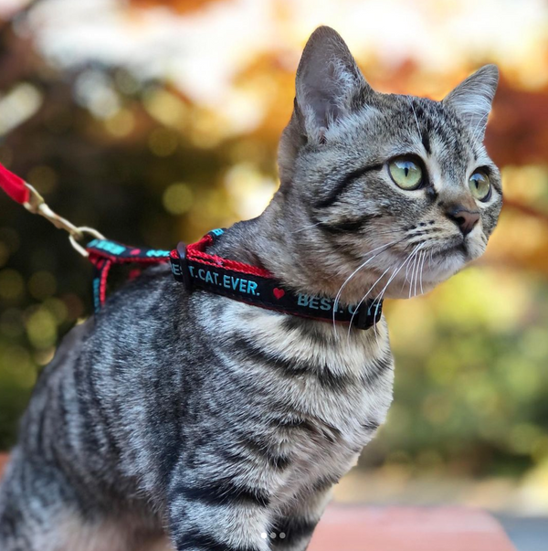 Up Country Best Cat Ever Cat Harness Set