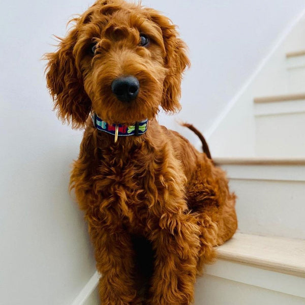 Up Country Big Bones Dog Collar