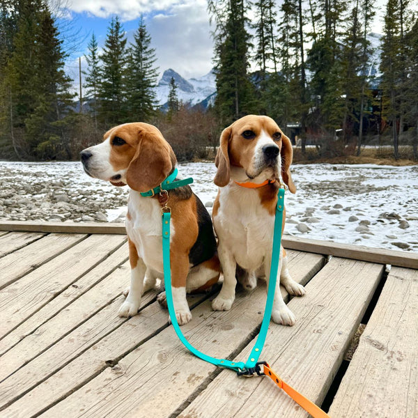 Rocky Mountain Dog Biothane Dog Leash Coupler