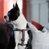 Up Country Black Tartan Dog Harness