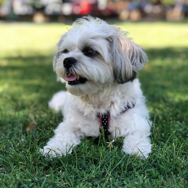 Up Country Black and White Dot Small Breed Dog Harness