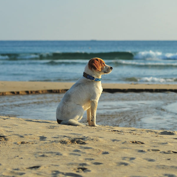 Up Country Blue Bandana Dog Collar