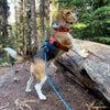 Rocky Mountain Dog The Mountain Lakes Dog Rope Leash