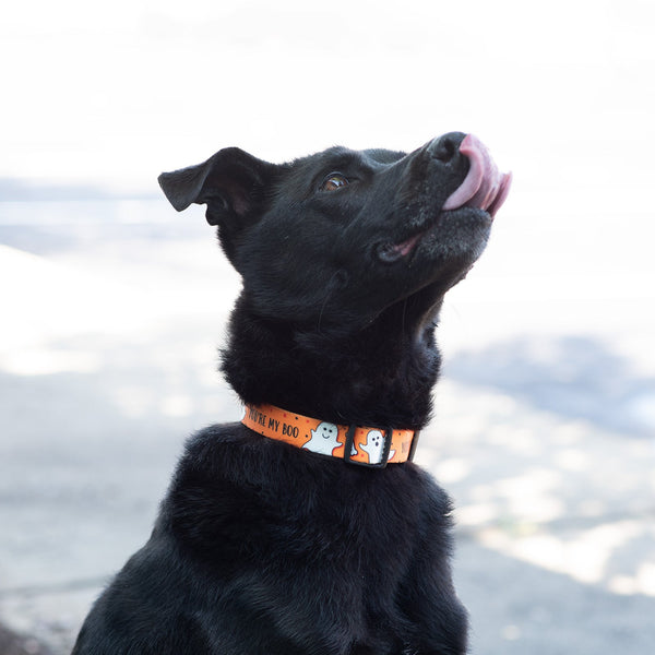 Up Country You're My Boo Printed Dog Collar - Option A | Words