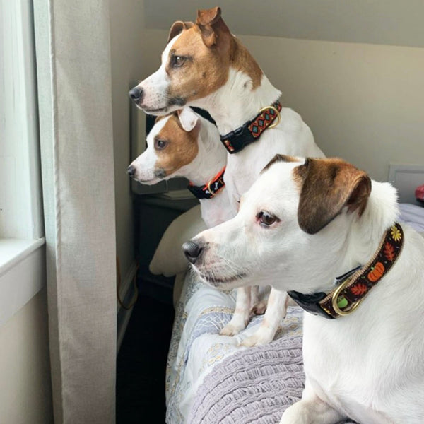 Up Country Boo! Dog Collar