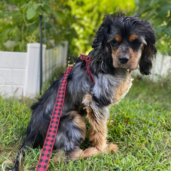 Up Country Buffalo Check Dog Lead
