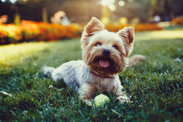 Up Country Buffalo Check Small Breed Dog Collar