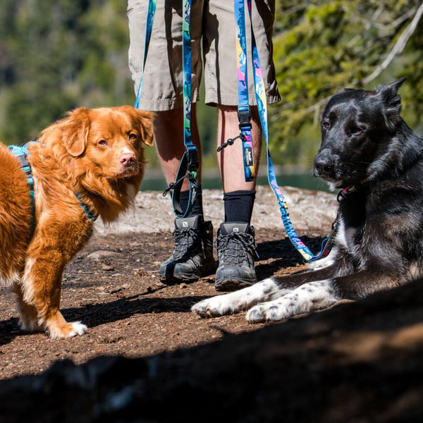 Rocky Mountain Dog V2 Canmore All Mountain Dog Leash