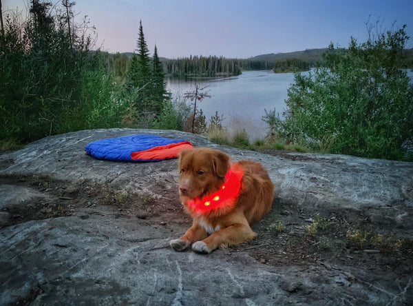 Rocky Mountain Dog Mountain Beacon LED Dog Safety Collar