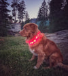 Rocky Mountain Dog Mountain Beacon LED Dog Safety Collar