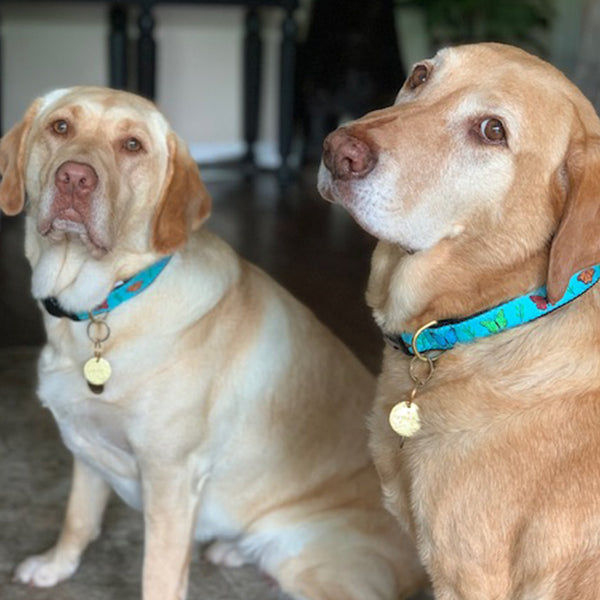 Up Country Butterfly Effect Dog Collar
