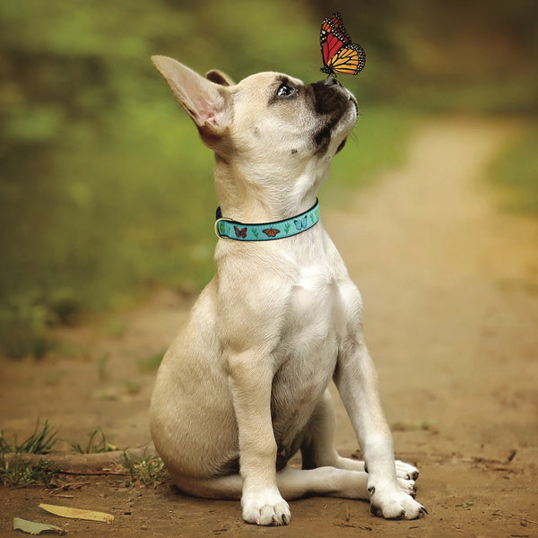 Up Country Butterfly Effect Dog Collar