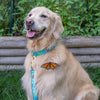 Up Country Butterfly Effect Dog Collar