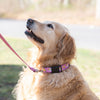 Golden Retriever wearing an up country sport dog collar called Go Bananas